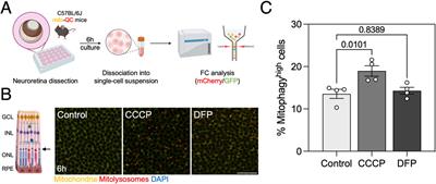 Fast and quantitative mitophagy assessment by flow cytometry using the mito-QC reporter